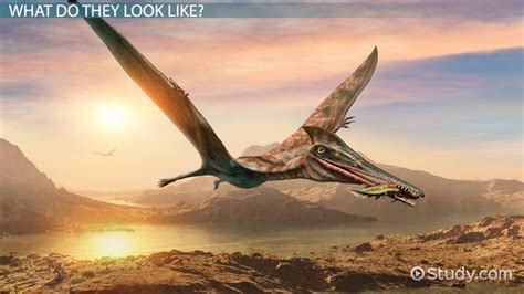 Flying Dinosaurs: Lesson for Kids - Video | Study.com