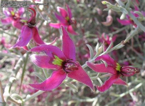 PlantFiles Pictures: White Ratany (Krameria grayi) by Xenomorf