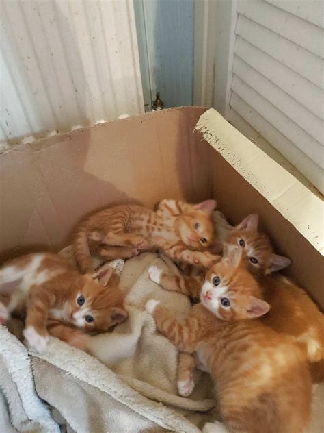Ginger Kittens for sale in UK | 97 used Ginger Kittens