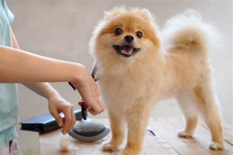 13 Best Types of Pomapoo Haircuts!