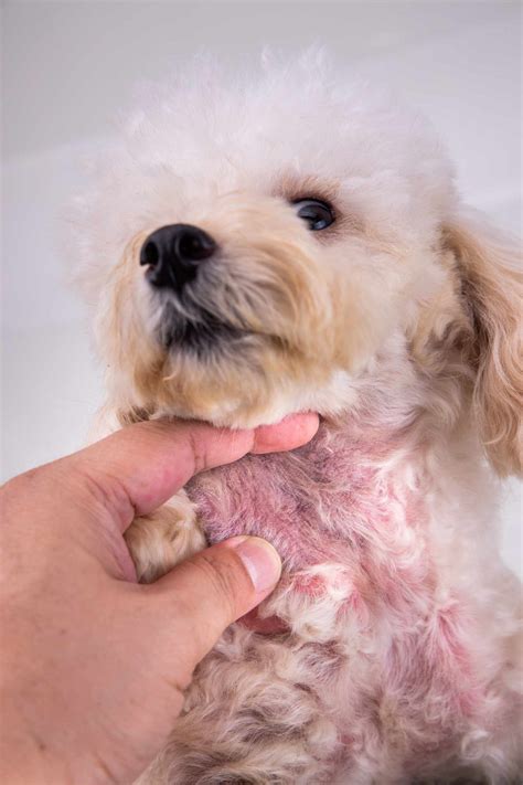 How To Treat Dog With Severe Skin Allergies