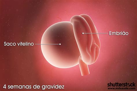 Feto Com 4 Semanas - Embriao Humano 4 Semanas Gravidez. 4 Semanas Embrião — Foto