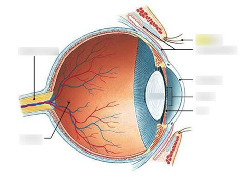 eye structure terms diagram quizlet