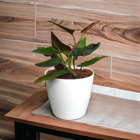 Black Money Plants - Mondal Nursery
