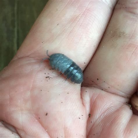 how to take care of rollie pollies