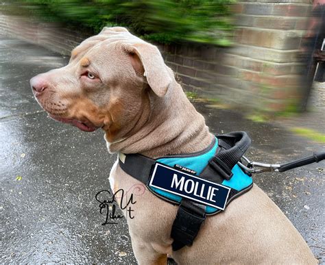 What Size Julius K9 Harness For Labrador