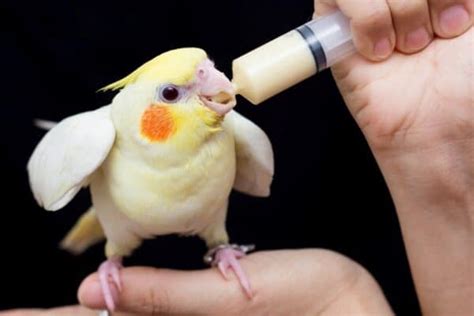 Cockatiel - A-Z Animals