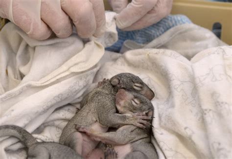 San Rafael-based WildCare rescues baby squirrels