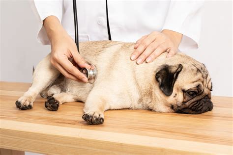 Shree Pet Clinic | Pet Doctor in Navi Mumbai