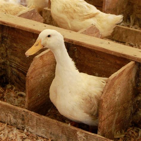 Do Runner Ducks Lay Eggs All Year Round at Christy Redfield blog