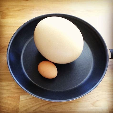 Ostrich Egg