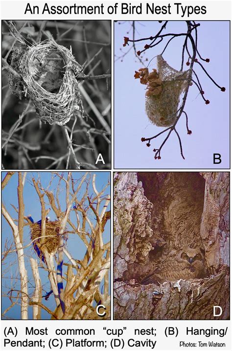 discovering  winter wildlife signs   actionhub
