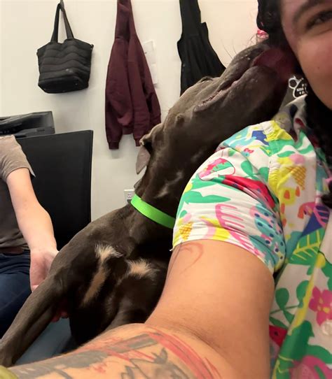 Adoptable Pets of LifeLine - Atlanta, GA | Update Javi has been