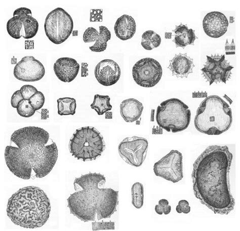 1000+ images about Palynology - Palynologi on Pinterest