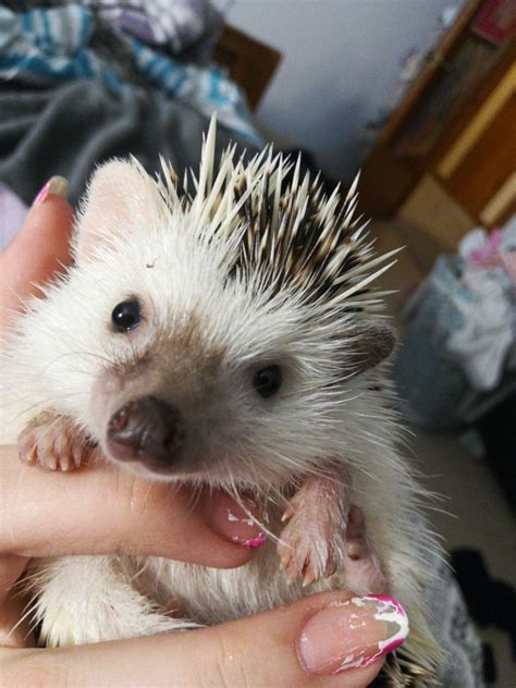 Pin on Hedgehog