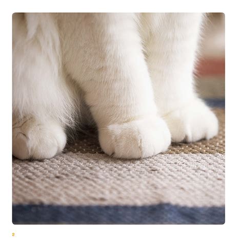 Cat Paws