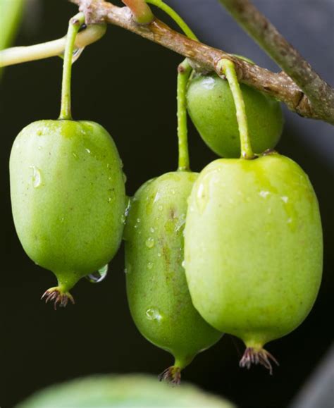 issai hardy kiwi raintree nursery