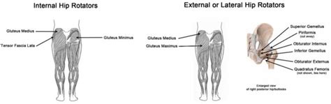 knee hip connection muscles  movement
