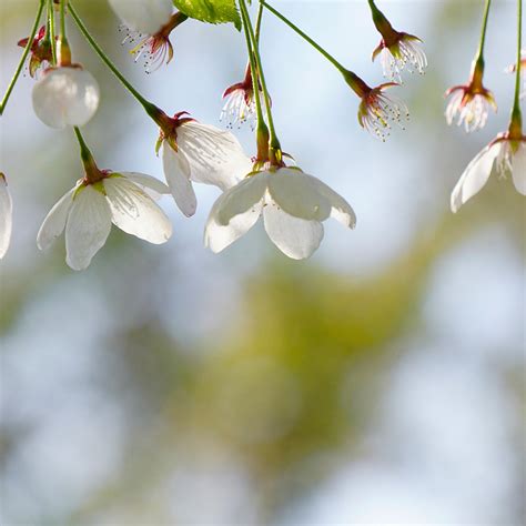 Snow Fountains Weeping Cherry Trees for Sale – FastGrowingTrees.com