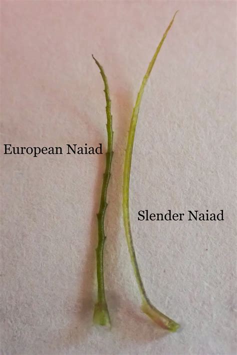 Maine Lakes European Naiad (Brittle Waternymph)