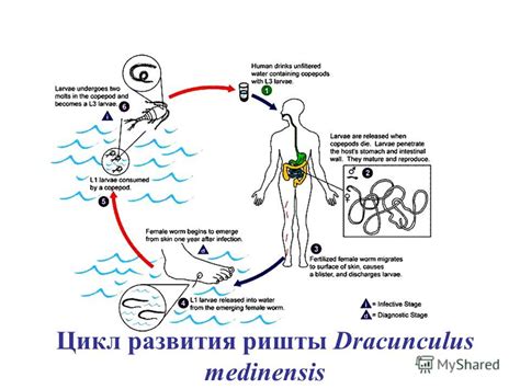 Презентация на тему: "Группа типов Nemathelminthes – Первичнополостные ...