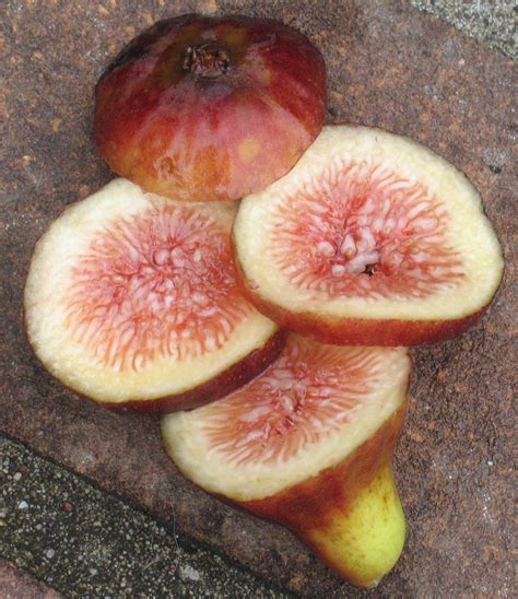 Italian 376 breba (4) – Mountain Figs