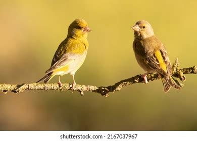 Male Female European Greenfinch First Light Stock Photo 2167037967 ...