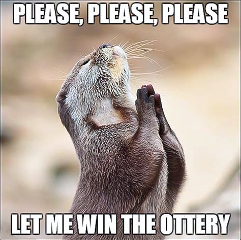 Please Let Me Win The Ottery Meme - In Otter News