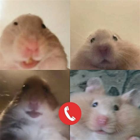 Imagens De Hamster Meme : You can take any video, trim the best part ...