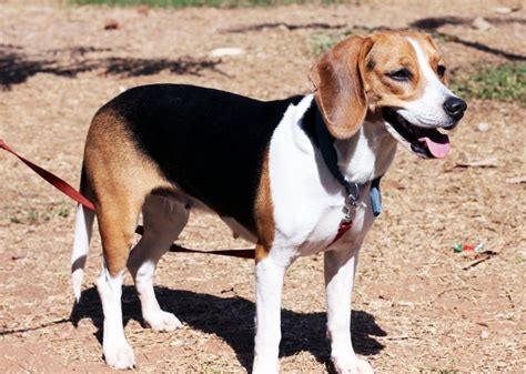 American Foxhound | Lustrous and Lanky Hunter Dog Breed