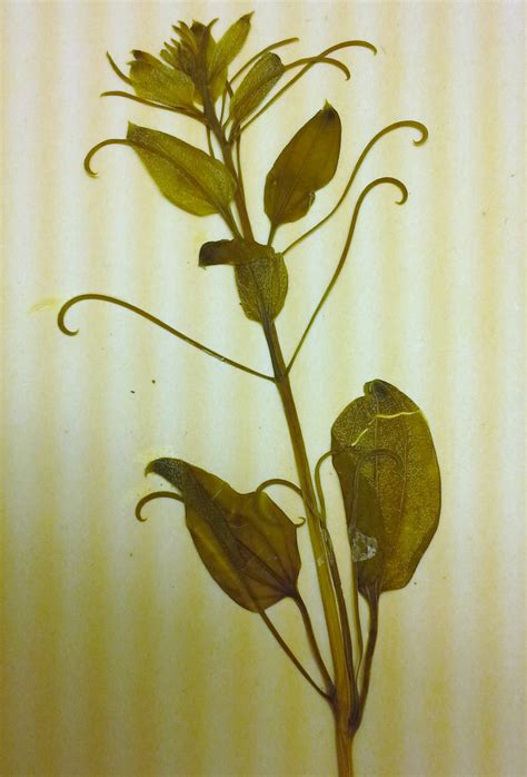 Smilax illinoensis | CLIMBERS