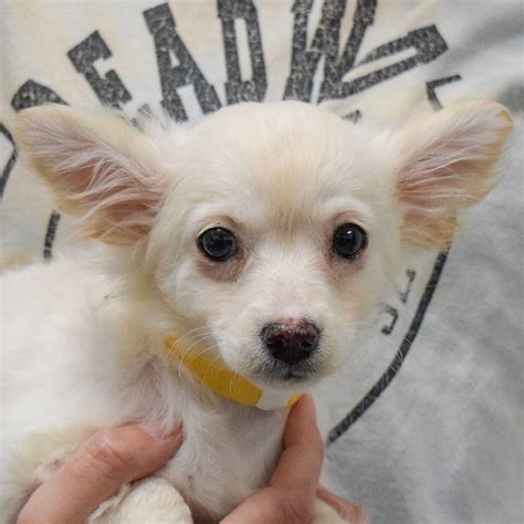 plum loco animal farm 1