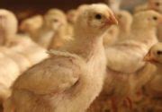 Байкокс для цыплят: инструкция по применению