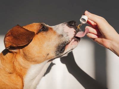 What Is Panacur for Dogs? Everything You Need to Know - WeWantDogs