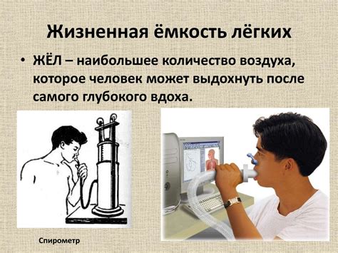 Дыхание, его значение - презентация онлайн