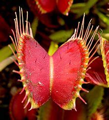 Venus flytrap Facts for Kids