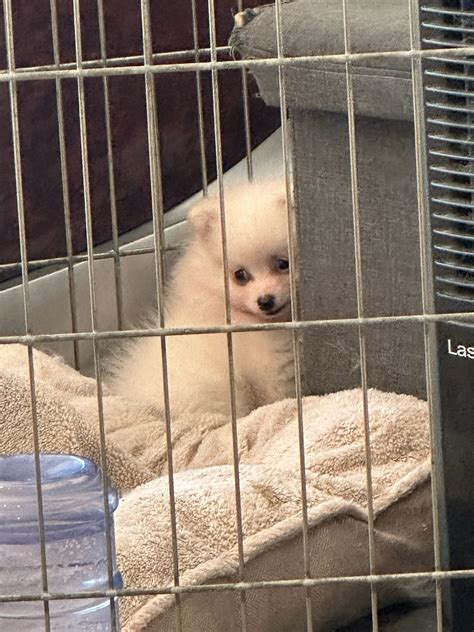 Orange County Pomeranian puppies | Anaheim CA