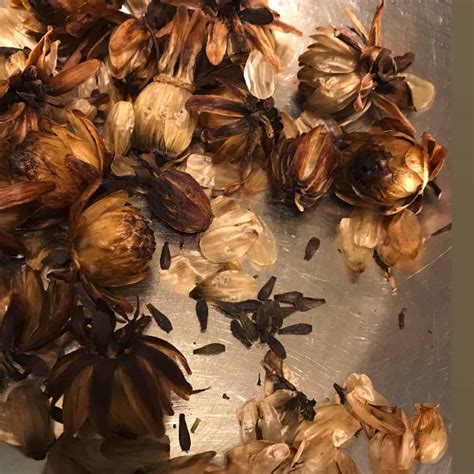 how to plant dahlia plants