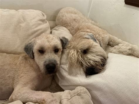 National - Bear and his foster sister, Maisie, love each other. They