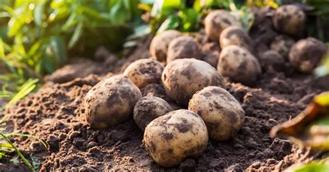 Potato Plant Spacing: How Far Apart to Plant? | TheBestGardeningInfo