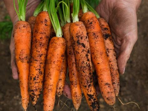 mo thay cu ca rot   nghia gi cac   mang lai  man