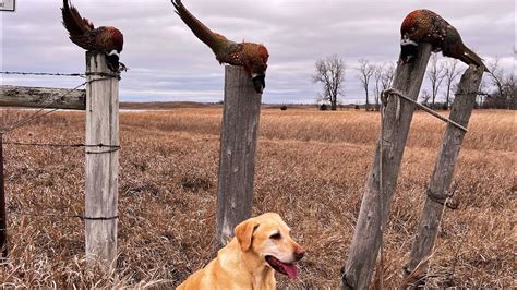 The Other Side - SD Public Land Pheasant Hunting (LIMIT) - YouTube