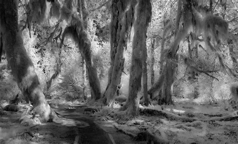 Jim Cox Photos: Hall of Mosses Trail Hoh Rainforest Trail Olympic National Park IR