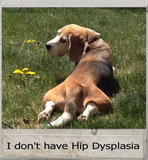 how to know if dog has hip dysplasia