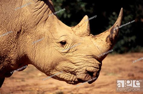 White Rhino, head and horns, Stock Photo, Picture And Rights Managed ...