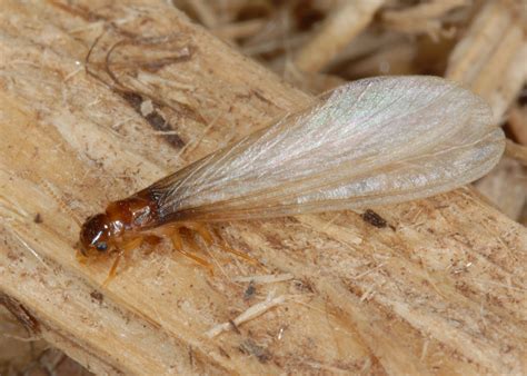 termites  spring weathercom