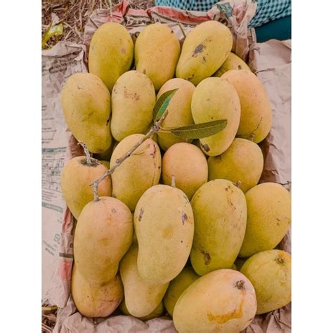 jual mangga harum manis manalagi santok shopee indonesia