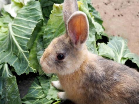 rabbit holes  yard stock  pictures royalty  images