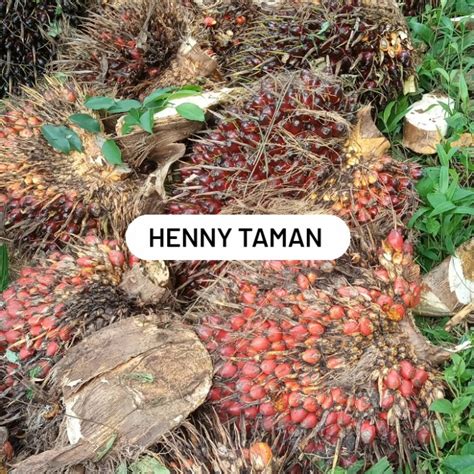 Jual buah kelapa sawit 500 gram/buah kelapa sawit/ - Kab. Bogor - Henny taman | Tokopedia