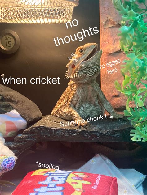 Why is My Bearded Dragon Not Shedding: Cracking the Mystery - 2026 Petsical